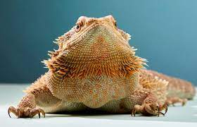 10 Ways To Tell If A Bearded Dragon Is Dying Lovetoknow