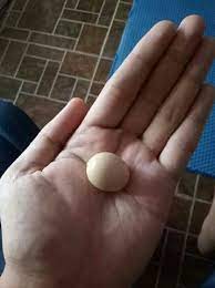 Seperti hal nya jika anda mimpi. Terjual Mustika Telur Ayam Jago Asli Kaskus