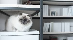 Blog Kedi Mamasi Kopek Mamasi Ve Pet Shop Urun Fiyatlari Petburada Sayfa 15