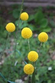 Golden Billy Balls Craspedia Globosa Native To Australia Australian Native Flowers Billy Buttons Australian Flowers