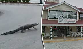 Many of today's parents have probably seen the film, or at least heard of it, and they'll jump at the chance to show this new version to their kids. Nature Reclaims The City Alligator Strides Through Deserted Shopping Center In South Carolina Daily Mail Online