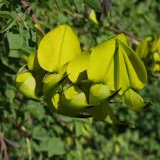 Image result for Crotalaria valida