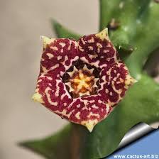 Image result for Orbea carnosa