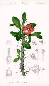 Red Crown Of Thorns Euphorbia Botanical Prints Botanical Illustration Euphorbia