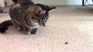 Cats are obligate carnivores, which means that they need meat to live. My Cat Keeps Eating Flies