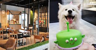 Cubs & cups in kuala lumpur is home to two huskies and a pomeranian, who love playing with dogs who come and visit the malaysian cafe. 8 Unique Cafes In Klang Valley For Some Quality Time With Your Doggos World Of Buzz