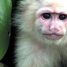 ANCON EXPEDITIONS OF PANAMA (2025) All You MUST Know Before You Go (w/  Reviews)