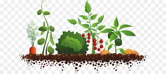 592 free images of kindergarten. Sinnesgarten Gemeinschaft Gartenarbeit Clip Art Obst Garten Cliparts Png Herunterladen 694 393 Kostenlos Transparent Anlage Png Herunterladen