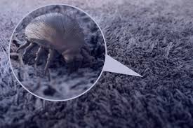 Image result for Dust mite