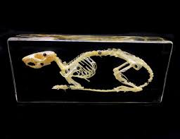 Real Rat Skeleton Specimen In Acrylic Block Paperweights Science Classroom Specimens For Science Education 7 9x3 5x1 6 Inch Walmart Canada
