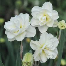 Daffodil Rose Of May Improved Narcissus Daffodil Bulbs Narcissus Flower Daffodils