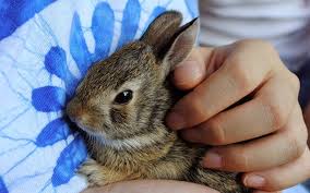 Image result for bunny