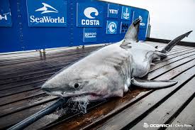 The great white shark great white shark, carcharodon carcharias, with open mouth. Freya The 883 Pound Great White Shark Is Spotted In Block Island Sound And Near Martha S Vineyard The Boston Globe