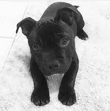 Black Beauty Pitbullsoffiical Cute Baby Animals Cute Dogs Pitbull Puppies