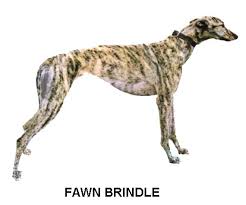 Greyhound Color Chart