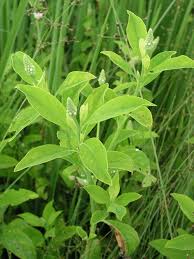 Image result for Sphenoclea zeylanica