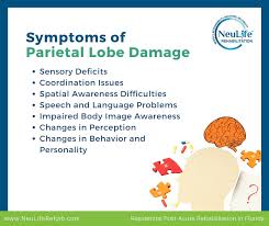 Image result for Parietal Lobe