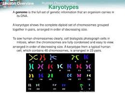 Human chromosomes, human genetic disorders, studying the human genome 2. Lesson Overview 14 1 Human Chromosomes Ppt Download