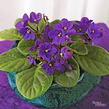 Many gardeners prefer to grow violets at home, however, they may face the fact that the plant does not bloom. African Violets Are Among The Few Houseplants That Will Bloom In Low Light African Violets Green Orchid Orchid Leaves