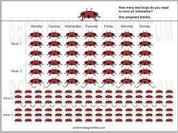 Bed bugs eggs need six to 17 days to hatch into nymphs. How Fast Do Bedbugs Reproduce Bed Bugs Northwest