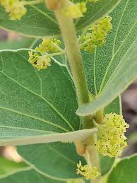 Image result for Cissampelos