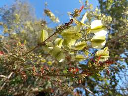 Image result for Combretum microphyllum