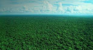 The trees can reach 145 feet (45 meters) into the sky, with some emergent species growing even higher, and branch out in competition with other plants to get as much sunlight as possible. Amazon Rainforest Tree Canopy Brazil Bing Gallery