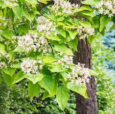 Catalpa worms bring fishing memories north carolina cooperative extension fall catalpa worms as fish bait. Catawba Worm Tree Wade Nursery