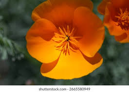 Image result for Papaveraceae