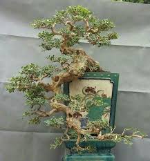 Slanting Bonsaitrees Avec Images Art Traditionnel Japonais Jardin Japonais Bonsai