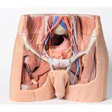 We study anatomy at the practical anatomy class we study the human body. Male Pelvis 3d Printed Anatomy Model Mp1770 3d Anatomy Series