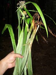 Image result for Hypolytrum