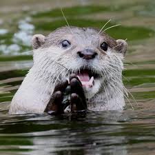 Happyotter Otters Cute Otters Alaskan Animal