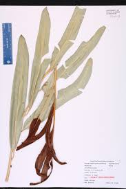 Image result for Acrostichum