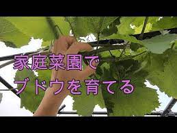 ブドウの育て方 家庭菜園シリーズ ver５ 0 来年の豊作を目指す シャインマスカット ナガノパープル ベリーa等 栽培基礎知識をわかりやすく解説 youtube ぶどう 栽培 家庭菜園 ブドウ