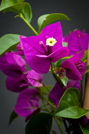 Bougainvillea Indoor Gardening Indoor Plants Indoor Garden Und Garden