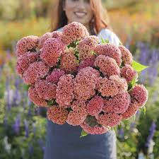 Image result for Celosia