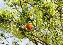 Image result for Turraea