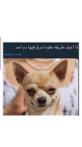 Pin By Iiwo55 On Quotation Funny Arabic Quotes Funny Pictures Funny Jokes