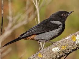 Image result for Dignathia gracilis