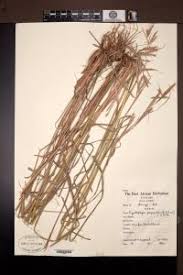 Image result for Cymbopogon pospischilii