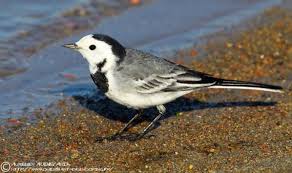 Fiches Especes Oiseaux Des Jardins Especes Oiseaux