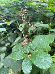 Image result for Rubus steudneri