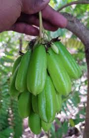 Bilimbi En Francais Madirou En Shibushi Ouhajou En Shimahorais Fruit Banana