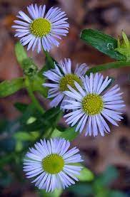 White Aster Aster Flower Flowers Photography Flower Images