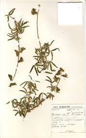 Image result for Crotalaria burkeana
