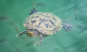 Turtles' health can suffer if they are not warm enough, so it's important to provide an environment between 75 and 80 degrees fahrenheit. Red Eared Slider Care Diet Habitat Tank Facts Everything Reptiles