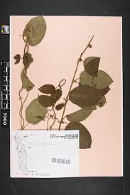Image result for Telosma africana