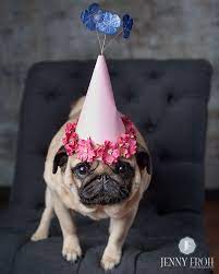 Pug Birthday Hat Dog Birthday Hat Pug Birthday Pug Party