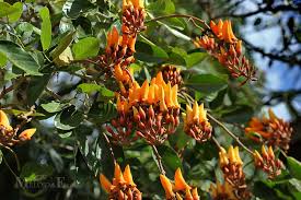Image result for Erythrina fusca